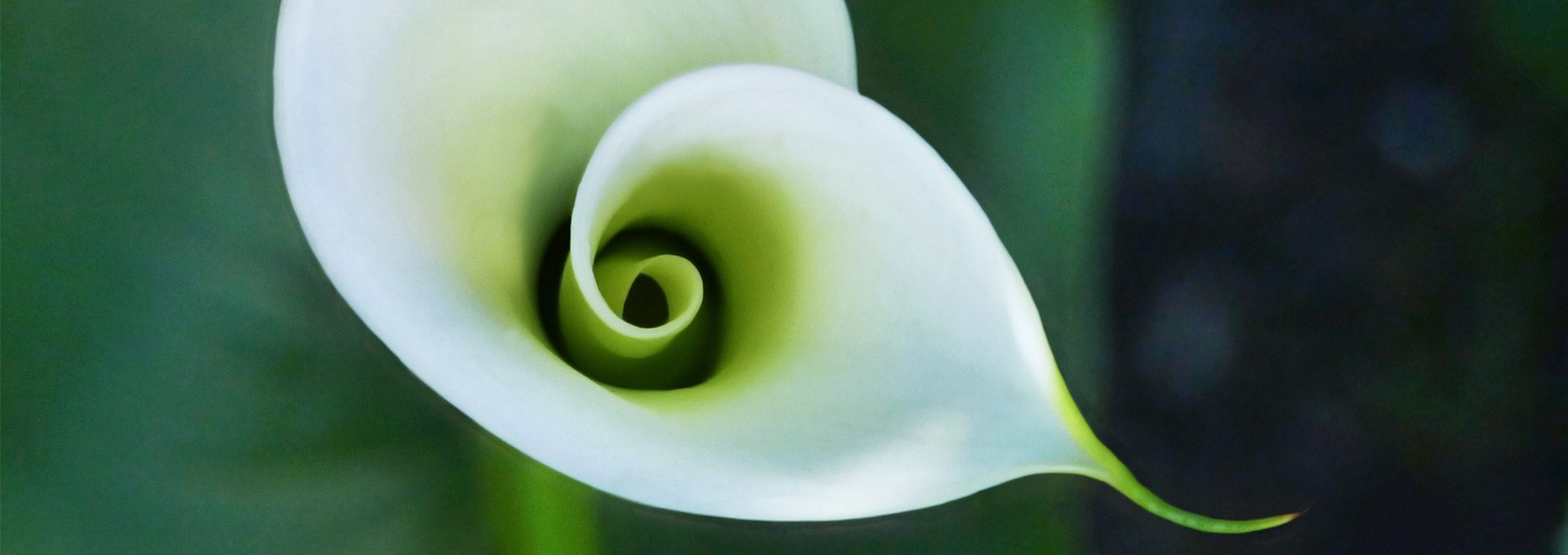 banner_detergent_1920x680