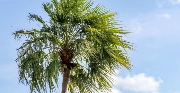 LE1A3854-CO2 LE1A3854-CO2